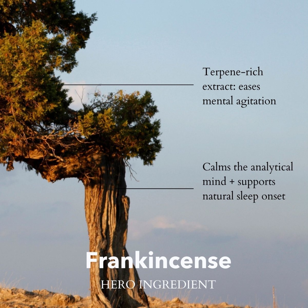 The Gift of Good Sleep | Somali Frankincense